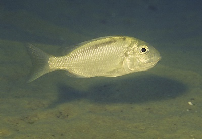 Tramitichromis brevis 'Mala Point'